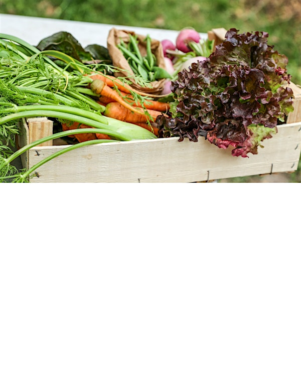 How to Build a Fall Vegetable Garden, In-Person Class | UF IFAS Extension Orange County
