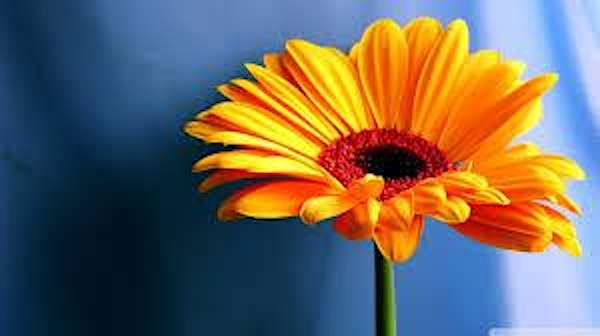Back to School! Learn How to Design with Gerbs! | Cactus Flower Florists