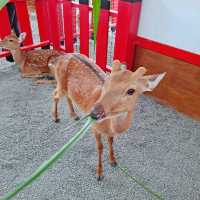 宜蘭 | 萌到翻的水豚君在「張美阿嬤農場」泡湯？！

