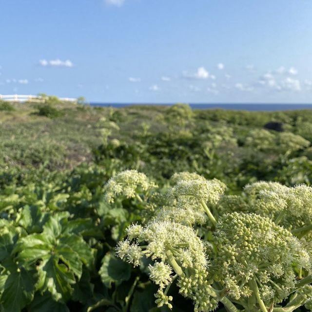 【沖縄・宮古島】島尻のマングローブ林