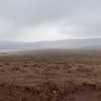 wildss at Ngorongoro 