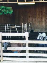 🐑🐏親親小山羊 港版「台灣清境農場」🐐