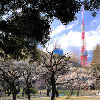東京タワーと梅林