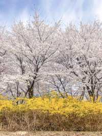 서울 감성 벚꽃명소를 찾는다면, 바로 이 곳🌸