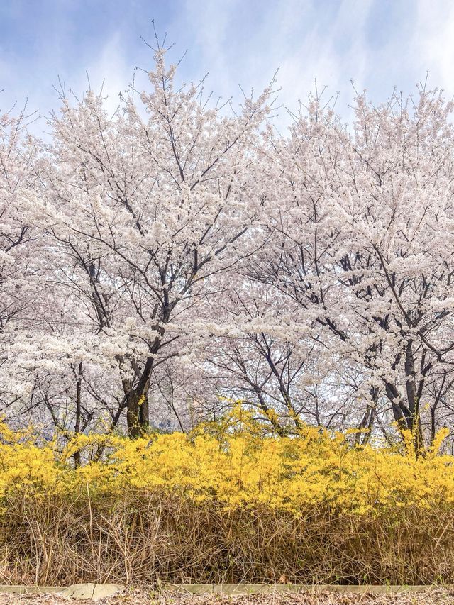 서울 감성 벚꽃명소를 찾는다면, 바로 이 곳🌸