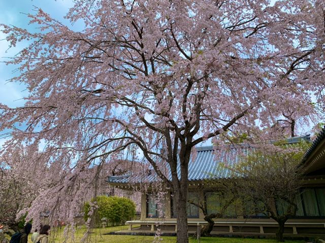 京都　SAKURA  桜めぐり❗️醍醐寺の霊宝館あたりの桜に感動❗️