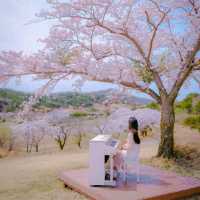 🌸벚꽃아래서 피크닉하기 좋은곳 [경주, 화랑의언덕]🌸