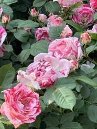 중랑천, 서울장미축제🌹