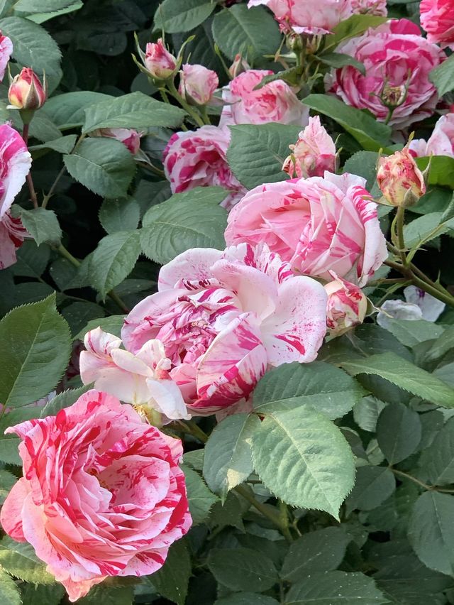 중랑천, 서울장미축제🌹