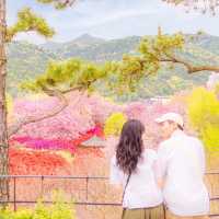 봄에 전주를 가야하는 이유🌸