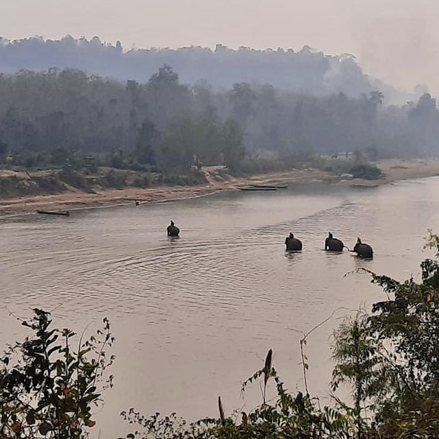 Elephant village 