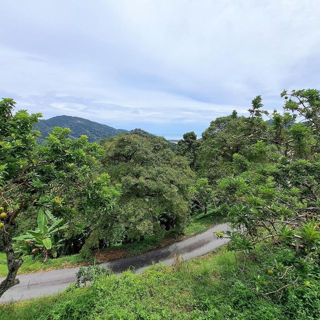 Tropical Fruit Farm