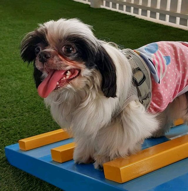 Paw Park @ SM City Clark