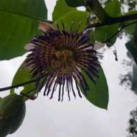 Bukit Timah Nature Trial