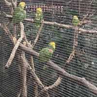 免費～～睇不同國家的雀鳥🦜🦆part 1