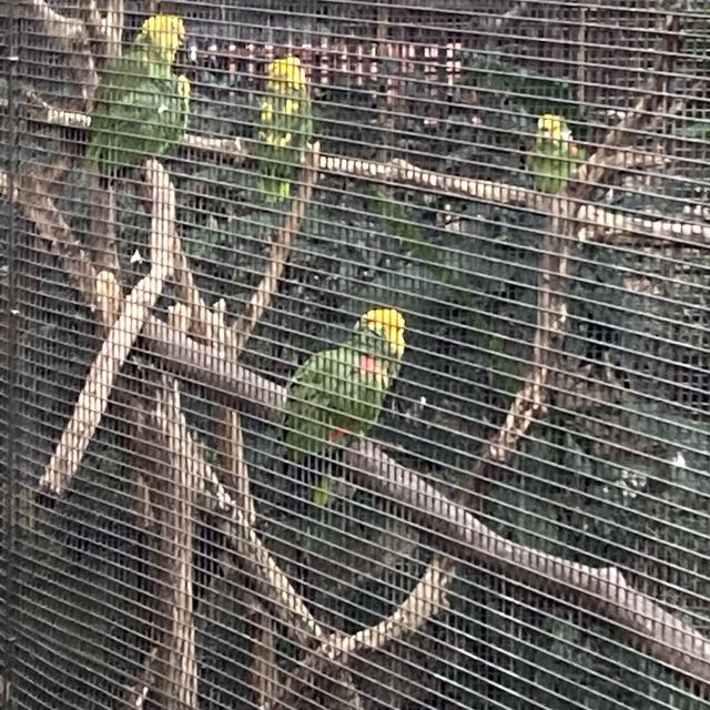 免費～～睇不同國家的雀鳥🦜🦆part 1