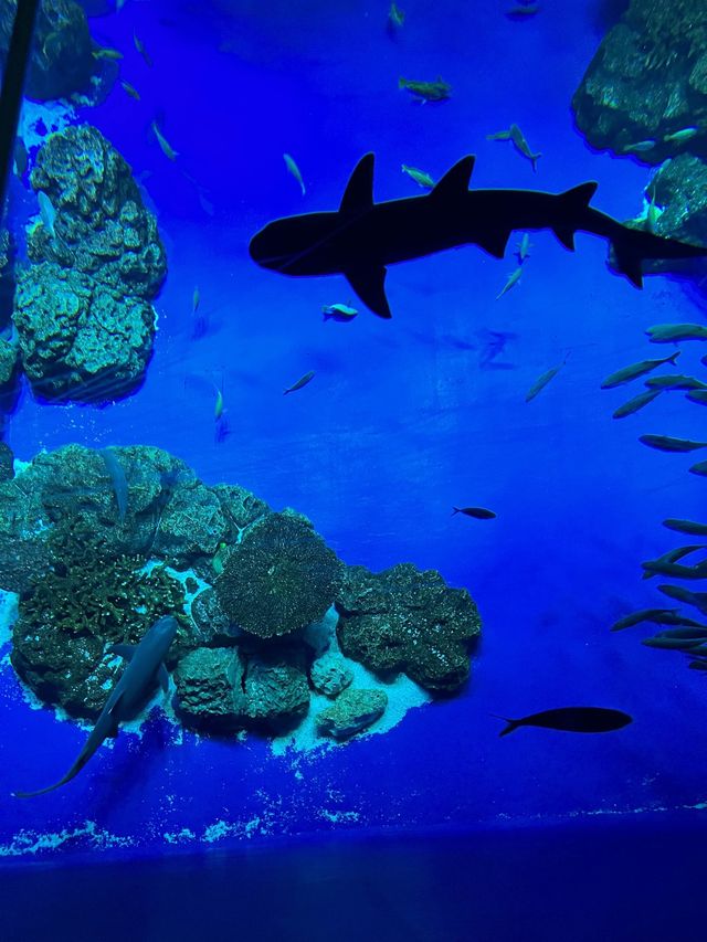 DMM沖繩水族館🇯🇵🦈老少咸宜之景點