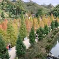 苗栗～三灣落羽松莊園