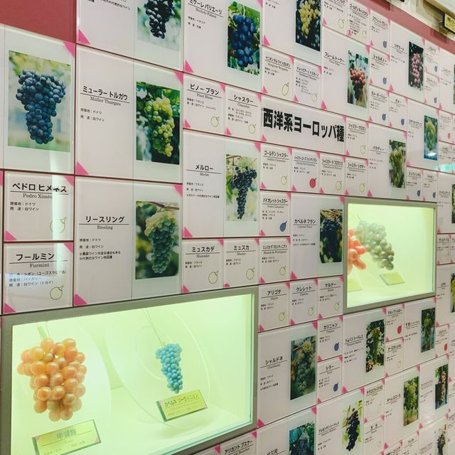 【山梨 笛吹川フルーツ公園】