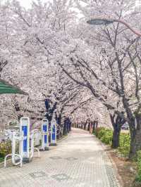 서울 감성 벚꽃명소를 찾는다면, 바로 이 곳🌸