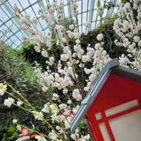 Flower Dome x Sakura flowers with Hello Kitty