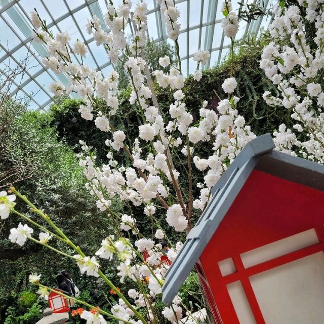 Flower Dome x Sakura flowers with Hello Kitty