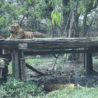 bangkok safari park - animals uncaged