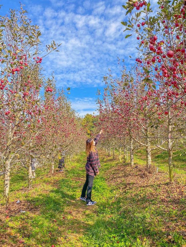 포천 이색 데이트코스 추천 🍎사과깡패