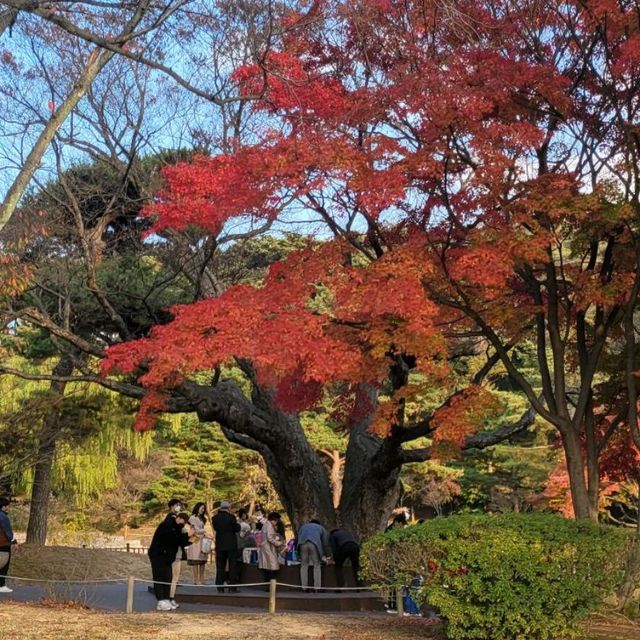 Beautiful Tree Park