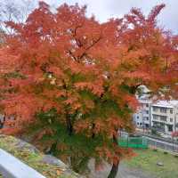 岩手県！盛岡城跡の本丸と紅葉