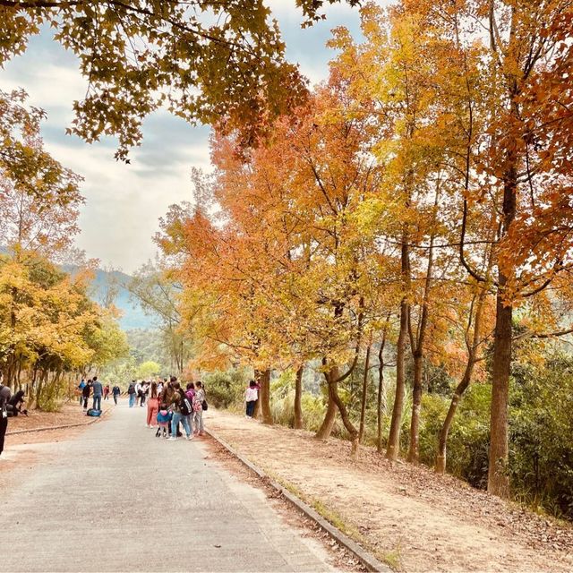聖誕香港看紅葉 聖誕香港看紅葉