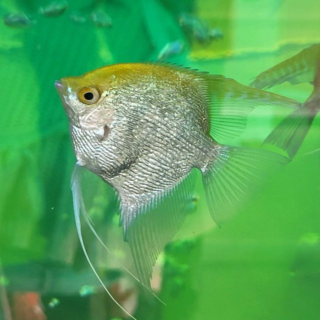 好好睇的香港北區花鳥蟲魚展覽