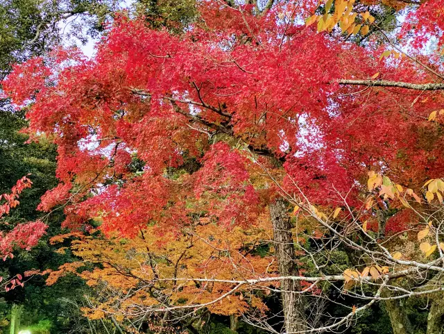 秋の奈良公園