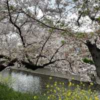 愛知県岩倉市　五条川の桜
