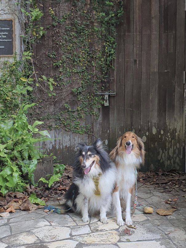 🐕🐾 hiking with your furkids