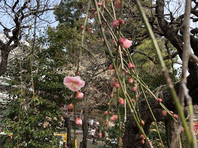 【東京】湯島天満宮 〜梅まつり(3/8まで)〜