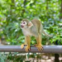 An impromptu squirrel monkey photoshoot!