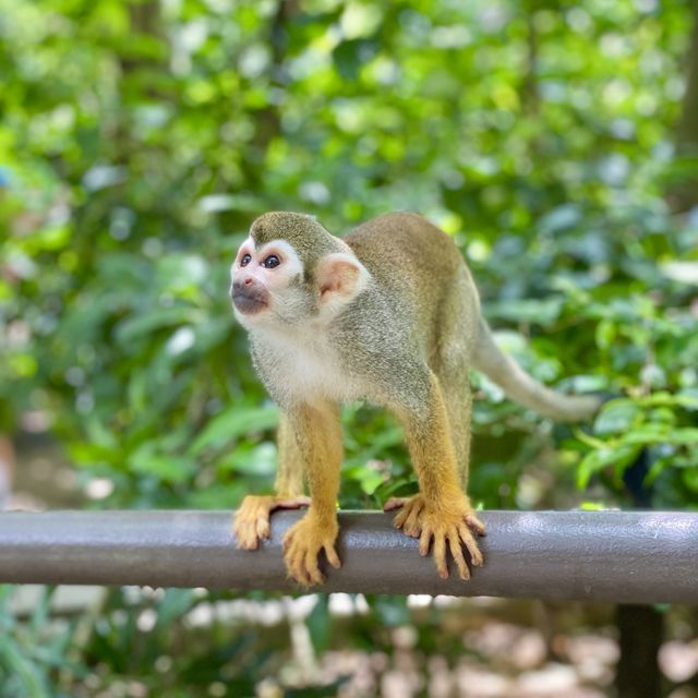 An impromptu squirrel monkey photoshoot!