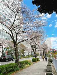桜が見頃の【さくら通り】🌸