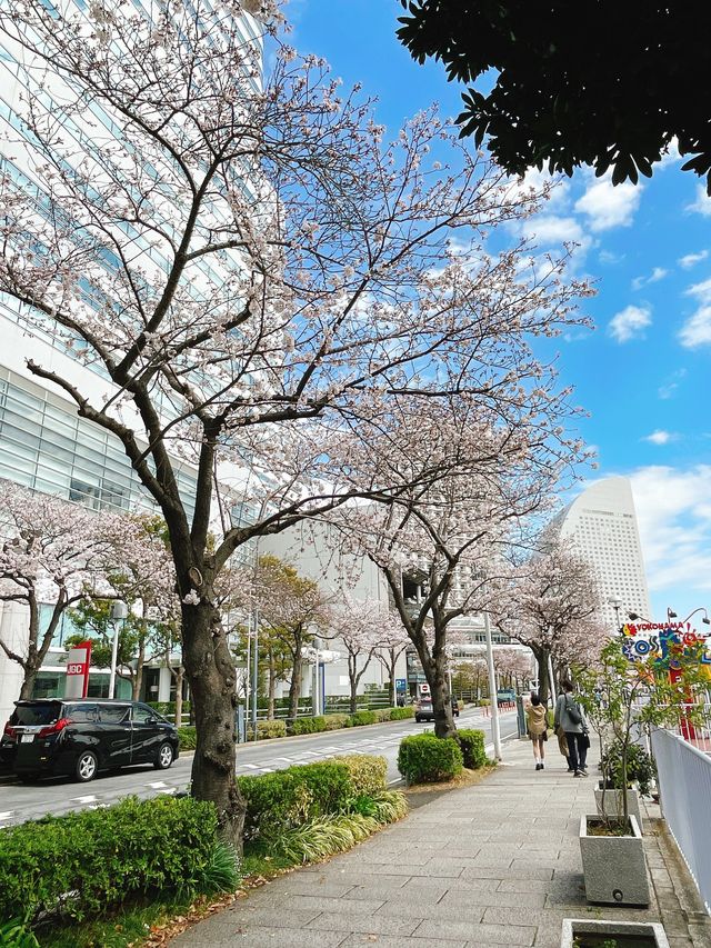 桜が見頃の【さくら通り】🌸