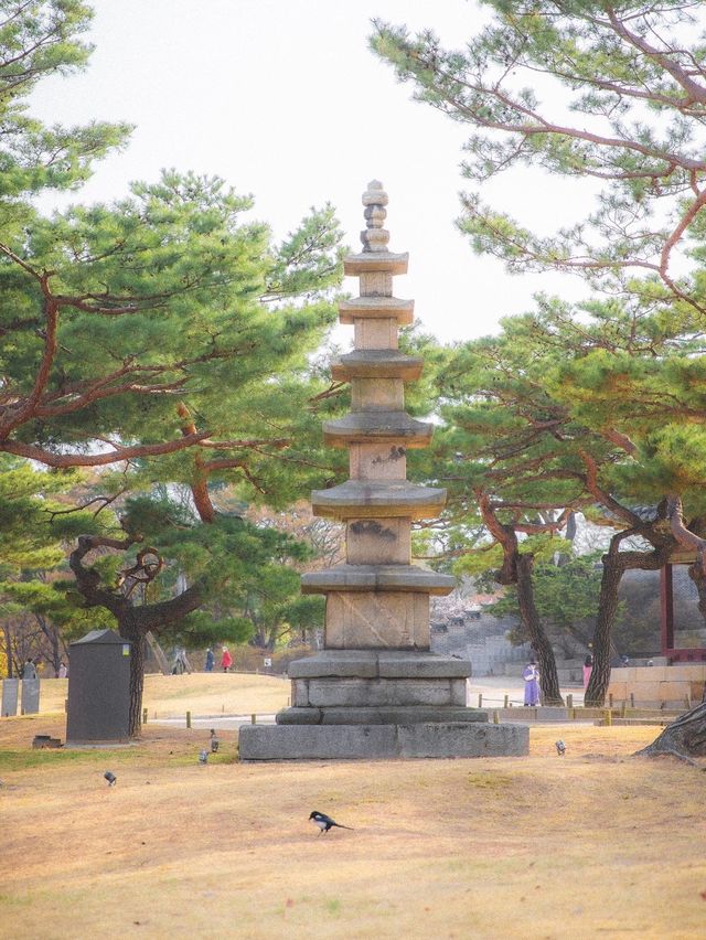  핑크팝콘앞이 주렁주렁 열린 '창덕궁'