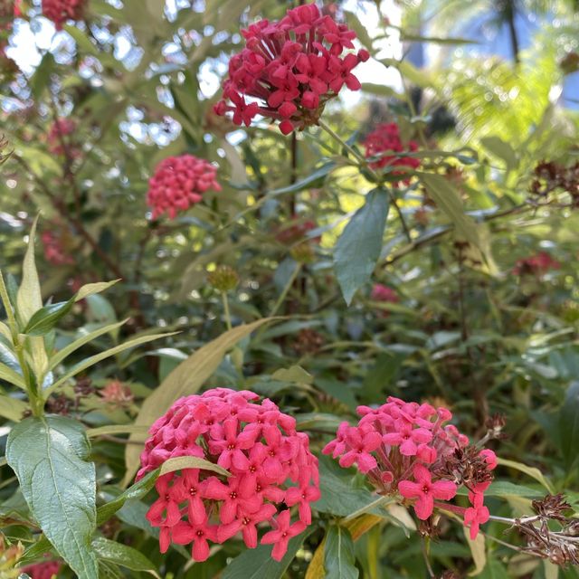親子好去處｜香港動植物公園賞花攝影遊🌺