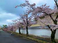 京都　SAKURA 桜めぐり❗️勧修寺の桜に感動❗️