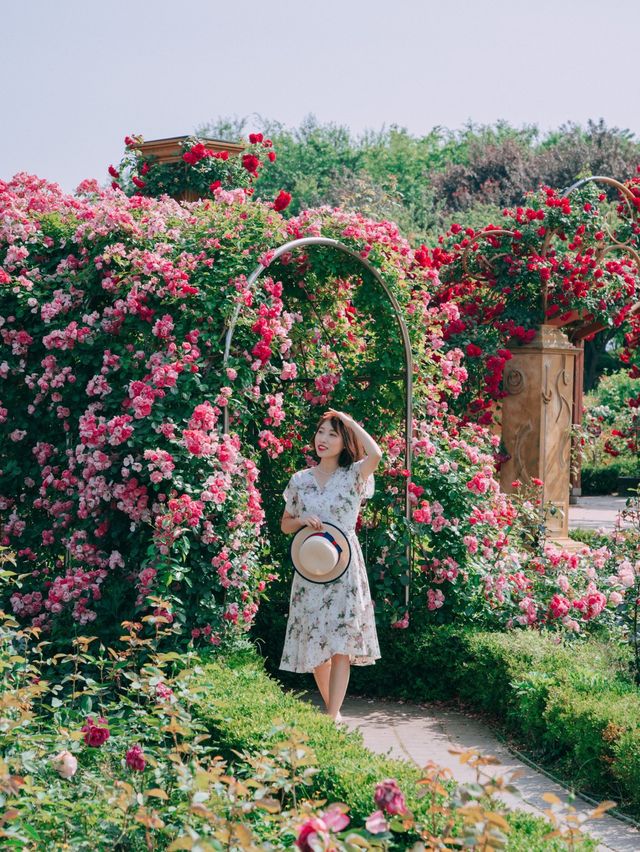 예쁜 장미들과 인생샷 찍기 좋은 대전 한밭수목원!🌹