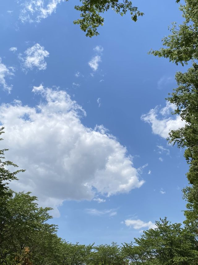 강아지가 뛰어놀 수 있는 마당이 넓은 부천 애견카페, 개푸치노가 유명한 곳 🐶