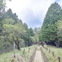 大倉尾根の木道を行く