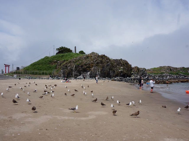 青森縣最北端的㊙️景👉🏻👉🏻蕪島📸️ ‘海鷗島’