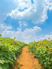 가장먼저 만나본 팜랜드의 해바라기🌻