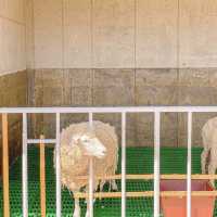 가평양떼목장카페🐏