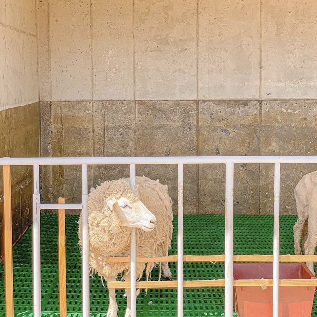 가평양떼목장카페🐏